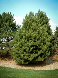 Сосна Чёрная (Pinus Nigra) купить по цене от 270.00р. в интернет-магазине «Посадика» с доставкой почтой в в Горячий Ключе и по всей России – [изображение №1].