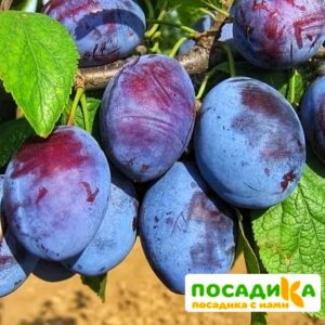 Слива Чачакская ранняя купить по цене от 229.00р. в интернет-магазине «Посадика» с доставкой почтой в в Горячий Ключе и по всей России – [изображение №1].