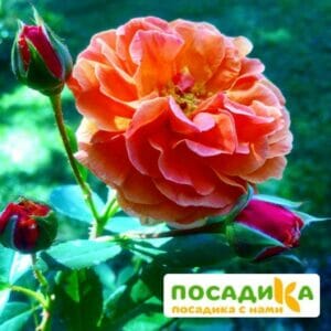 Роза Арабия купить по цене от 350.00р. в интернет-магазине «Посадика» с доставкой почтой в в Горячий Ключе и по всей России – [изображение №1].