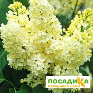 Сирень Примроуз (Primrose) купить по цене от 529.00р. в интернет-магазине «Посадика» с доставкой почтой в в Горячий Ключе и по всей России – [изображение №1].