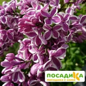 Сирень Сенсация купить по цене от 529.00р. в интернет-магазине «Посадика» с доставкой почтой в в Горячий Ключе и по всей России – [изображение №1].