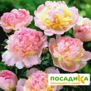 Пион Распберри Сандей (Paeonia Raspberry Sundae) купить по цене от 959р. в интернет-магазине «Посадика» с доставкой почтой в в Горячий Ключе и по всей России – [изображение №1].