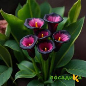 Калла Аура Лейс купить по цене от 400р. в интернет-магазине «Посадика» с доставкой почтой в в Горячий Ключе и по всей России – [изображение №1].