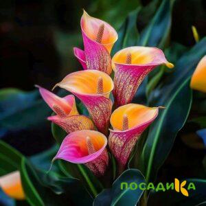 Калла Оникс купить по цене от 450р. в интернет-магазине «Посадика» с доставкой почтой в в Горячий Ключе и по всей России – [изображение №1].