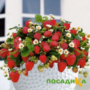 Клубника Рубиновый Шепот (горшечная) купить по цене от 240р. в интернет-магазине «Посадика» с доставкой почтой в в Горячий Ключе и по всей России – [изображение №1].