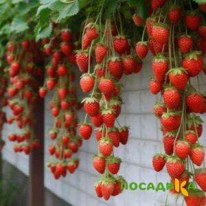 Клубника вьющаяся Комплимент купить по цене от 470р. в интернет-магазине «Посадика» с доставкой почтой в в Горячий Ключе и по всей России – [изображение №1].