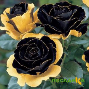 Роза Ханни Сикл купить по цене от 700р. в интернет-магазине «Посадика» с доставкой почтой в в Горячий Ключе и по всей России – [изображение №1].