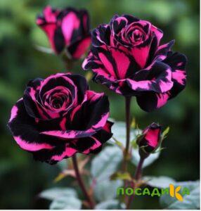 Роза Багровый Шепот купить по цене от 366р. в интернет-магазине «Посадика» с доставкой почтой в в Горячий Ключе и по всей России – [изображение №1].