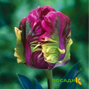 Тюльпан Экзотик Хэвен купить по цене от 186р. в интернет-магазине «Посадика» с доставкой почтой в в Горячий Ключе и по всей России – [изображение №1].