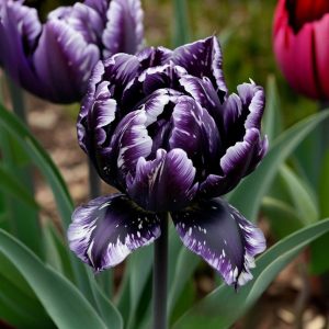 Тюльпан Индиго купить по цене от 600р. в интернет-магазине «Посадика» с доставкой почтой в в Горячий Ключе и по всей России – [изображение №1].