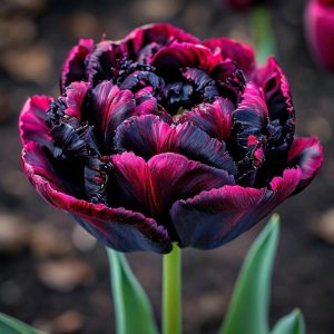 Тюльпан Фламинго купить по цене от 500р. в интернет-магазине «Посадика» с доставкой почтой в в Горячий Ключе и по всей России – [изображение №1].