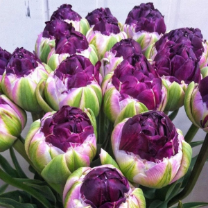 Тюльпан Анаконда купить по цене от 450р. в интернет-магазине «Посадика» с доставкой почтой в в Горячий Ключе и по всей России – [изображение №1].