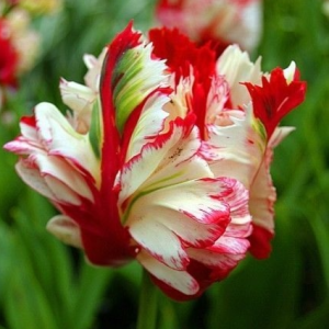 Тюльпан Эстелла Рижнвельд купить по цене от 500р. в интернет-магазине «Посадика» с доставкой почтой в в Горячий Ключе и по всей России – [изображение №1].