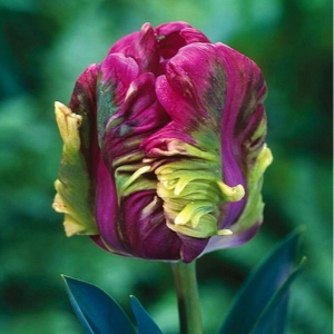 Тюльпан Экзотик Хэвен купить по цене от 186р. в интернет-магазине «Посадика» с доставкой почтой в в Горячий Ключе и по всей России – [изображение №1].