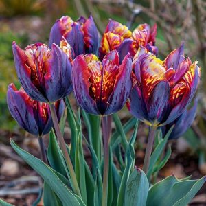 Тюльпан Опал Дрим купить по цене от 207р. в интернет-магазине «Посадика» с доставкой почтой в в Горячий Ключе и по всей России – [изображение №1].